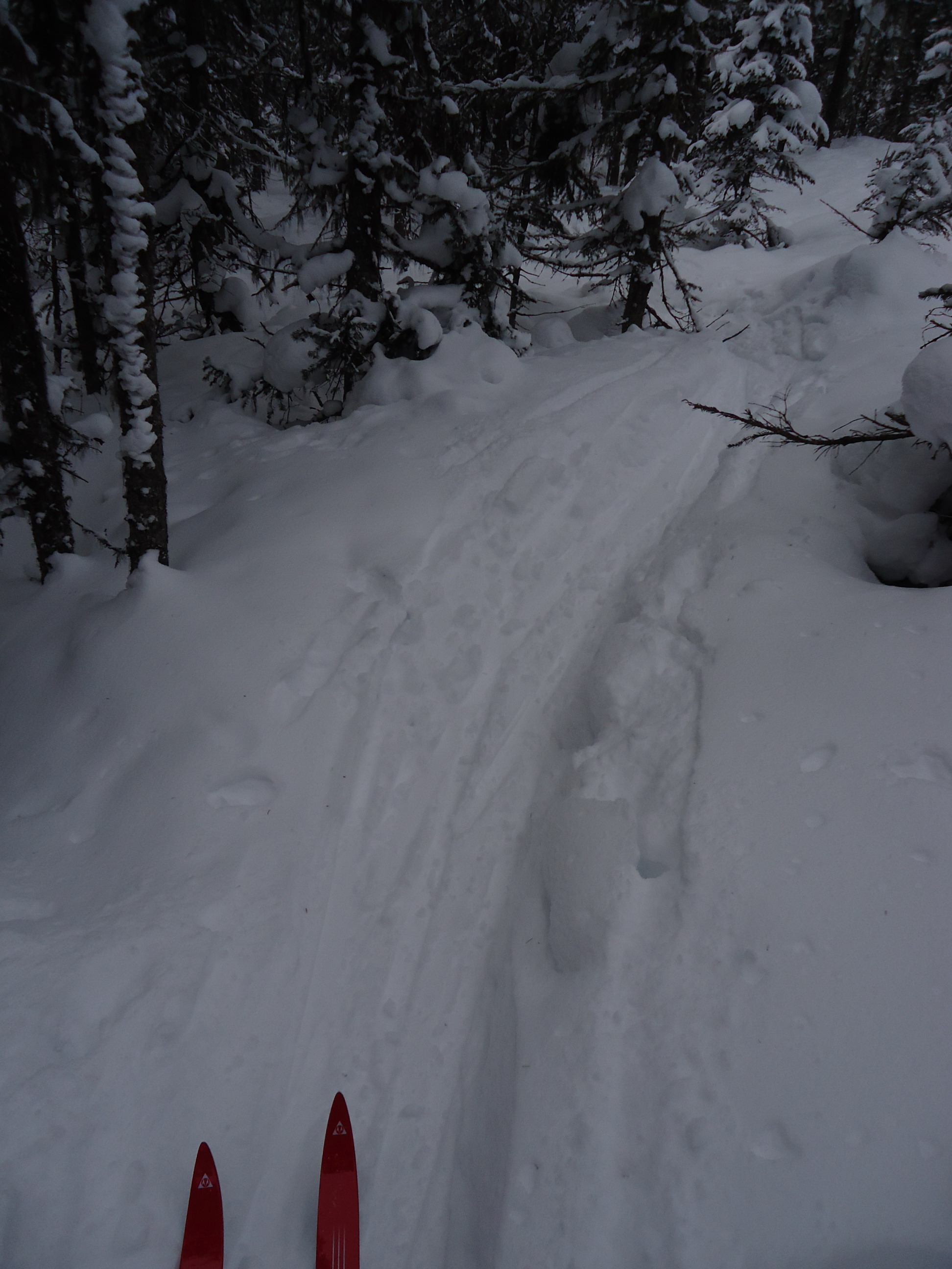 лыжня рыхлая, извилистая