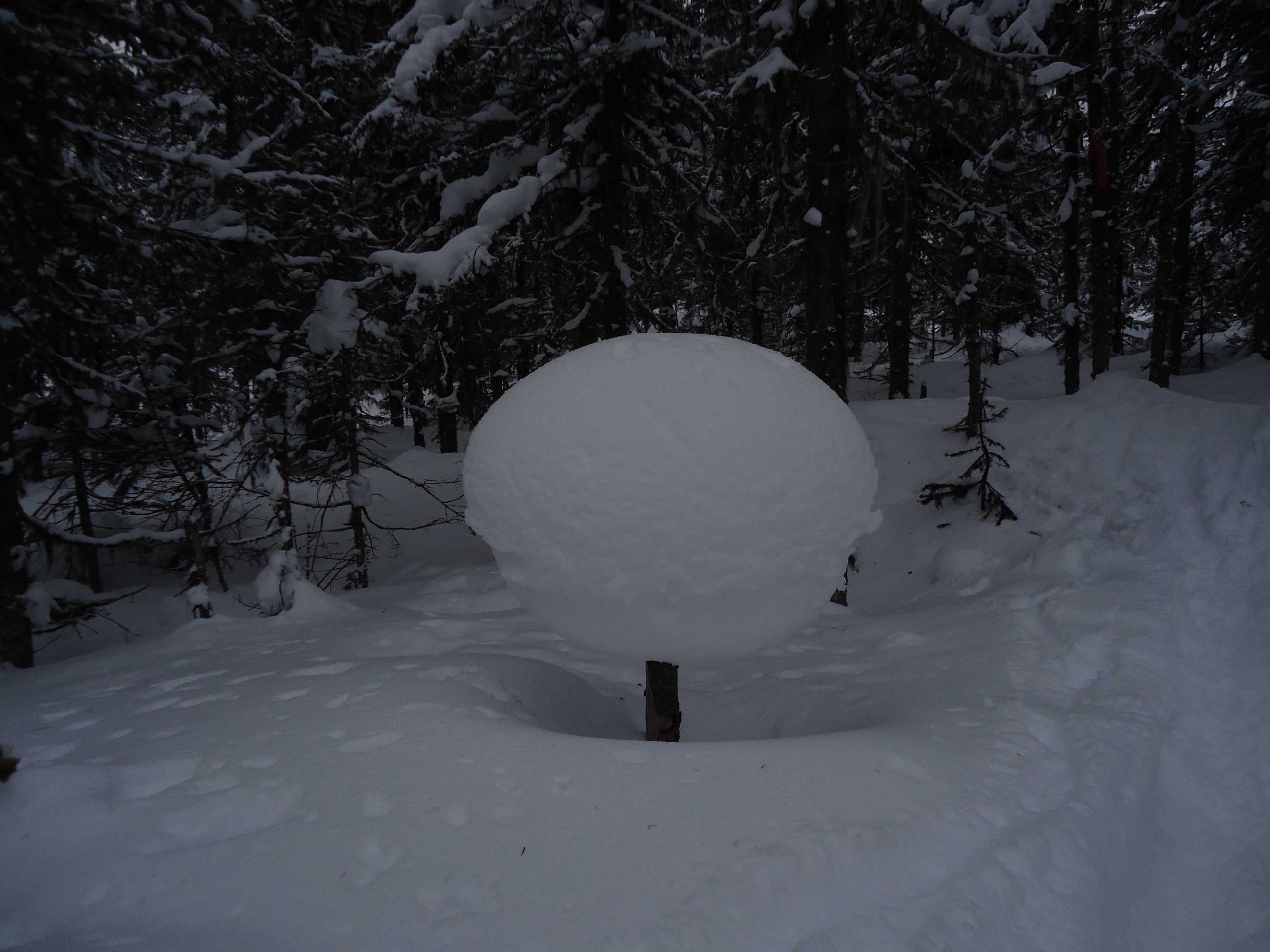 гриб комарский