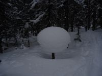 гриб комарский