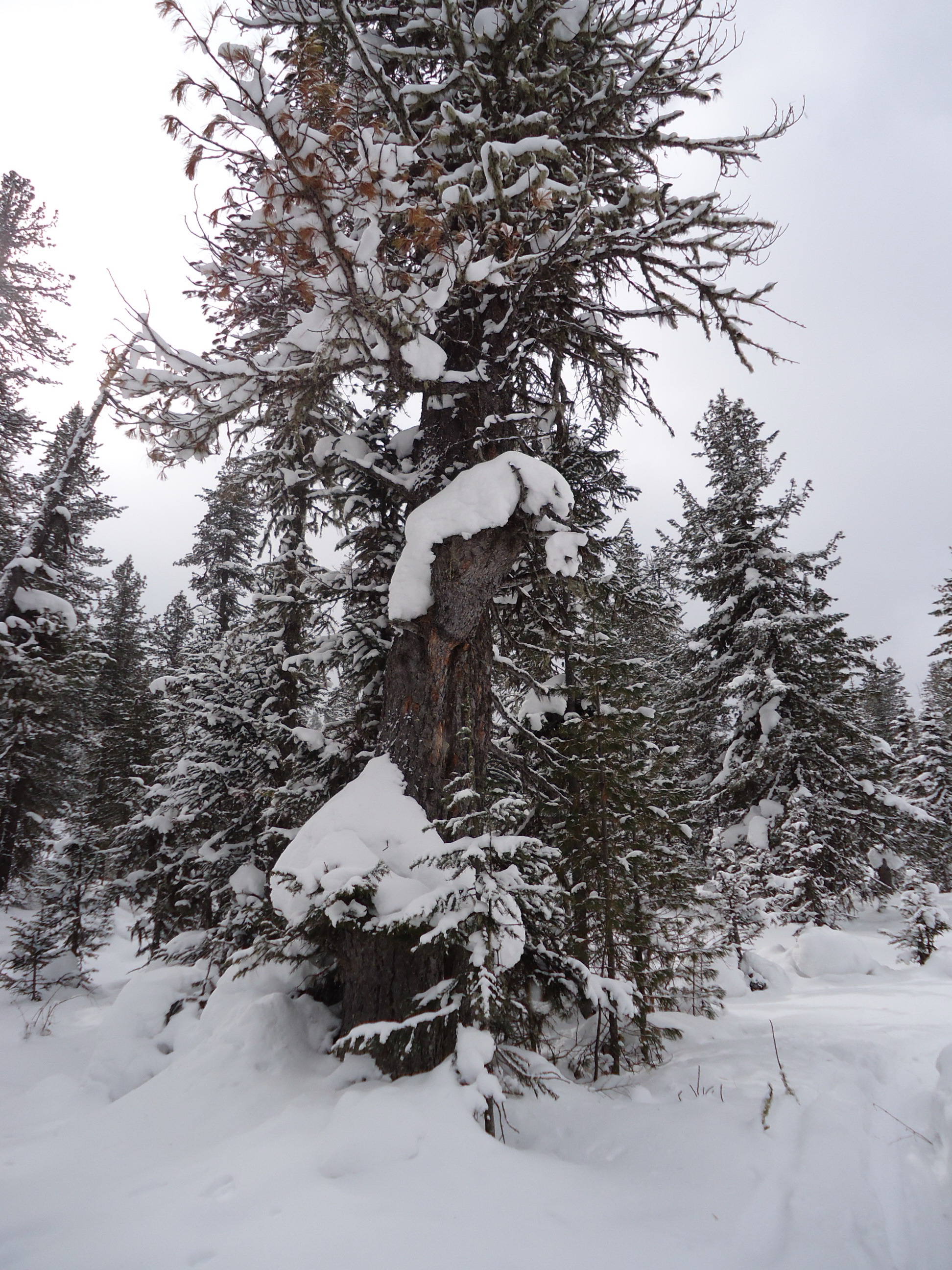 стражник молчаливый