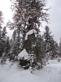 стражник молчаливый стражник молчаливый