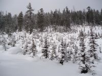 детсад на прогулке детсад на прогулке