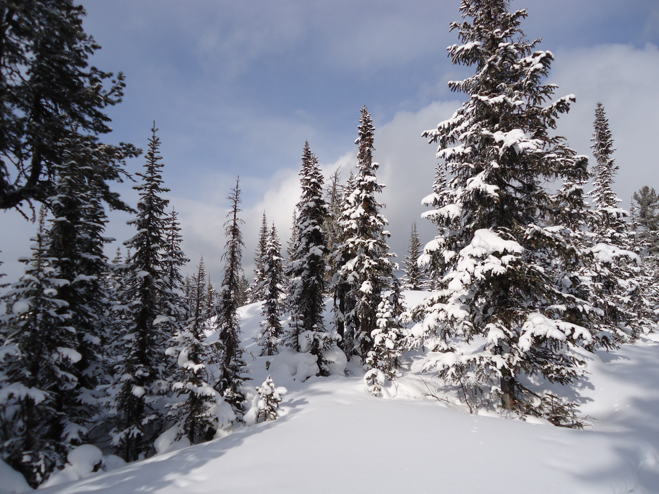 весна на Комаре