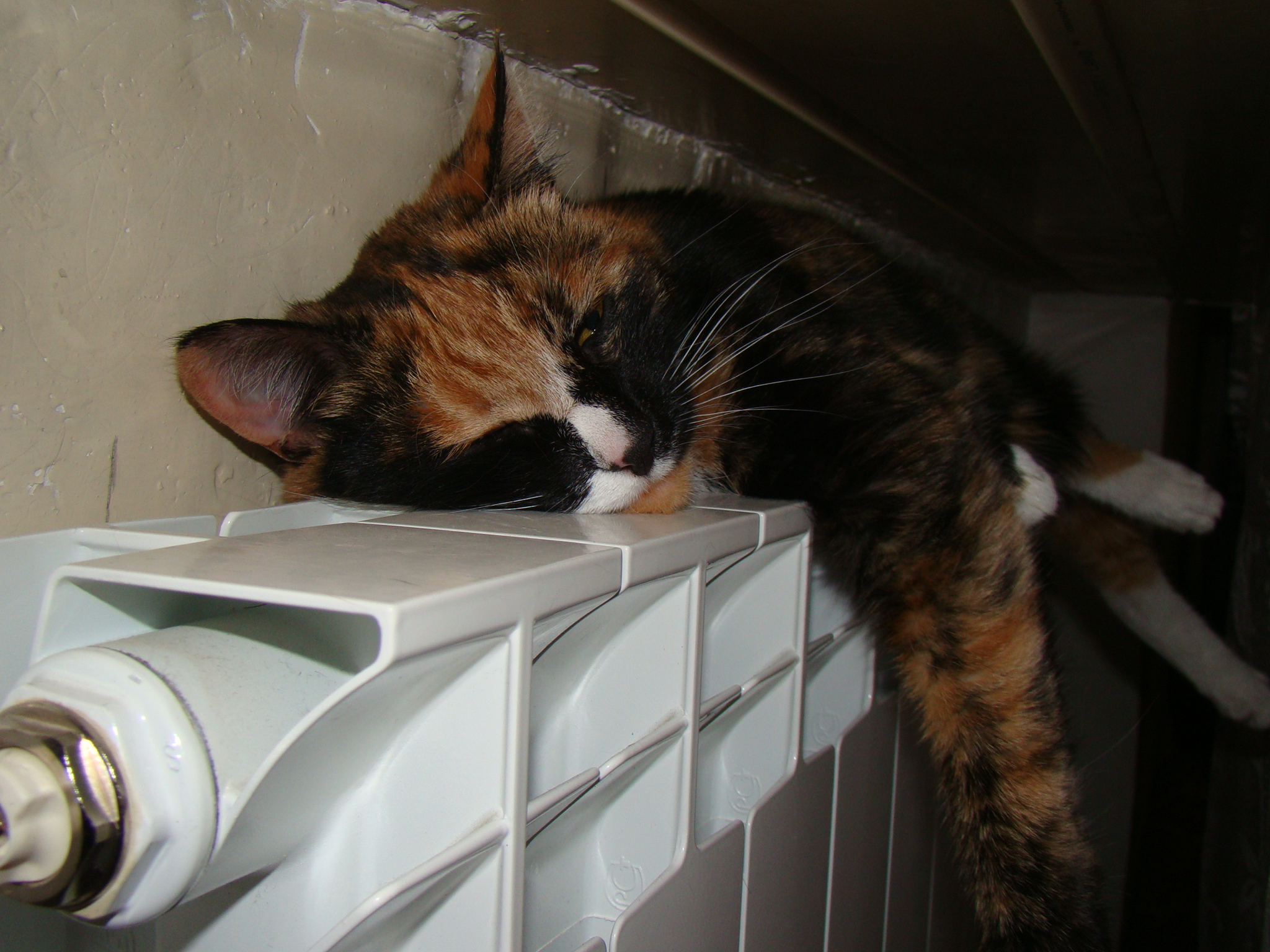 Кошка сохнет!