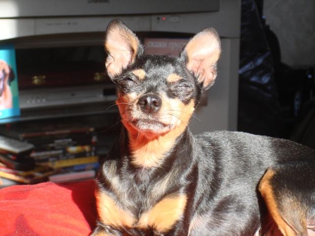 Любимая аФчарка