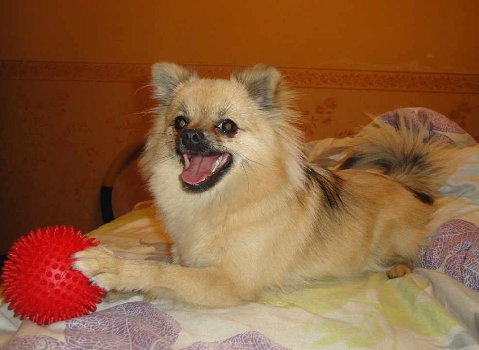 Собака-улыбака