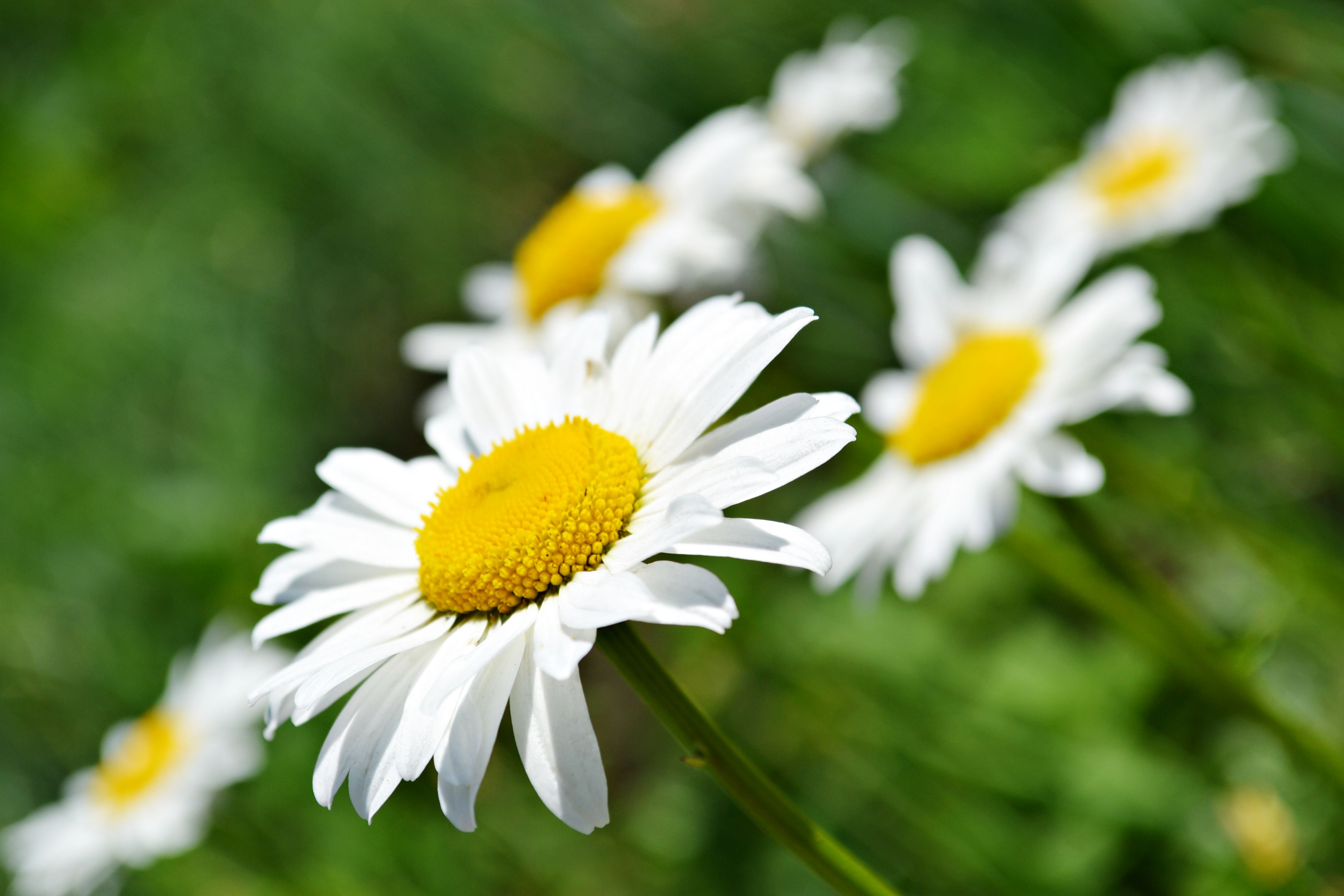 Любимые цветы