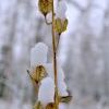 Dsc 0068 Dsc 0068