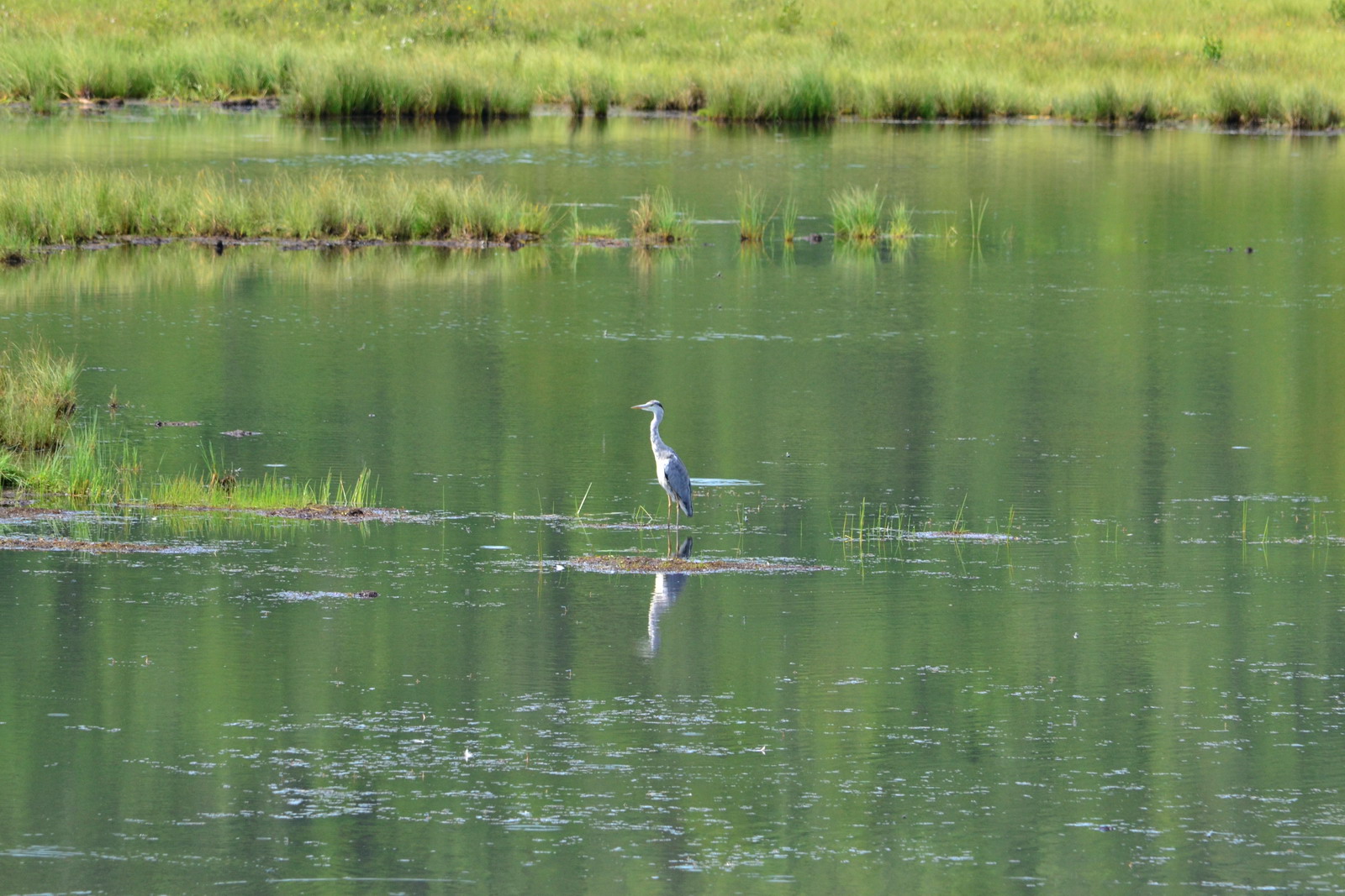 цапля ищет лягушку