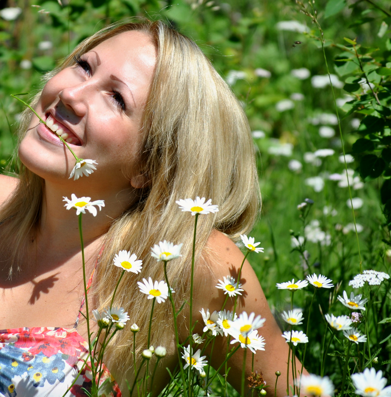 ромашковое поле