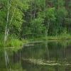Лесное озеро