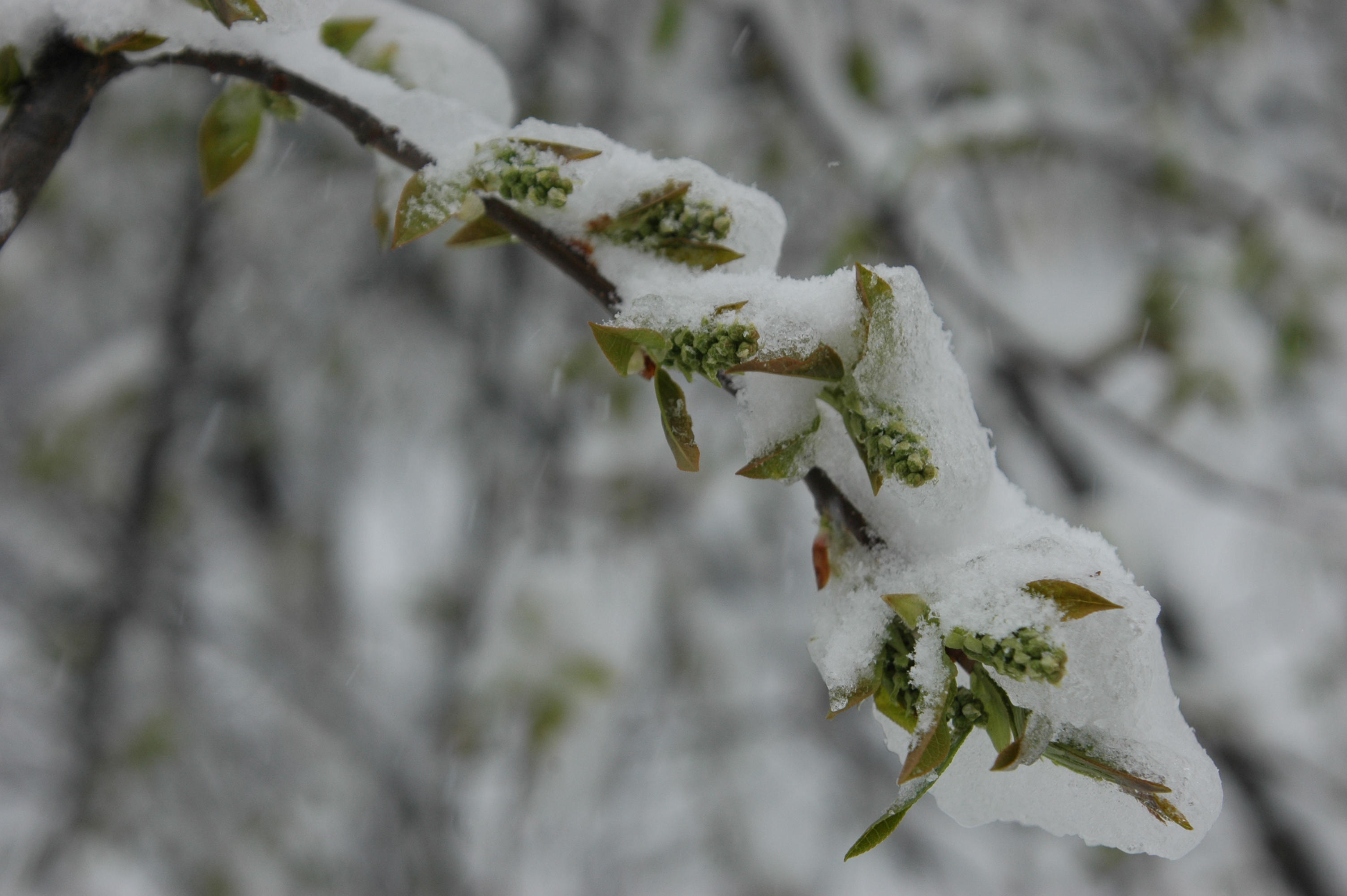катаклизьма