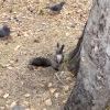 Любознательный зверь Любознательный зверь