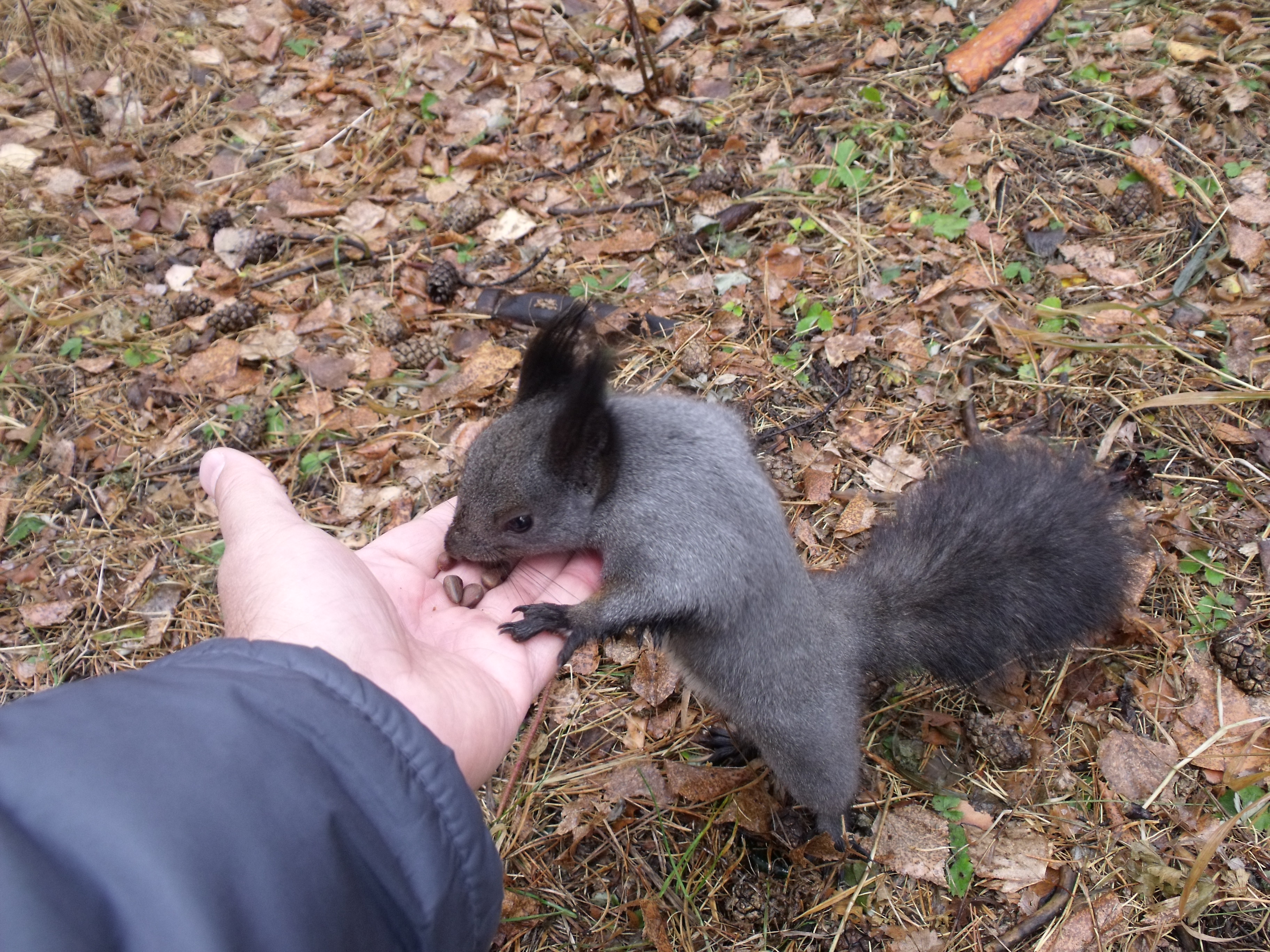 Спасибо за угощение