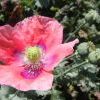 Dscf9776