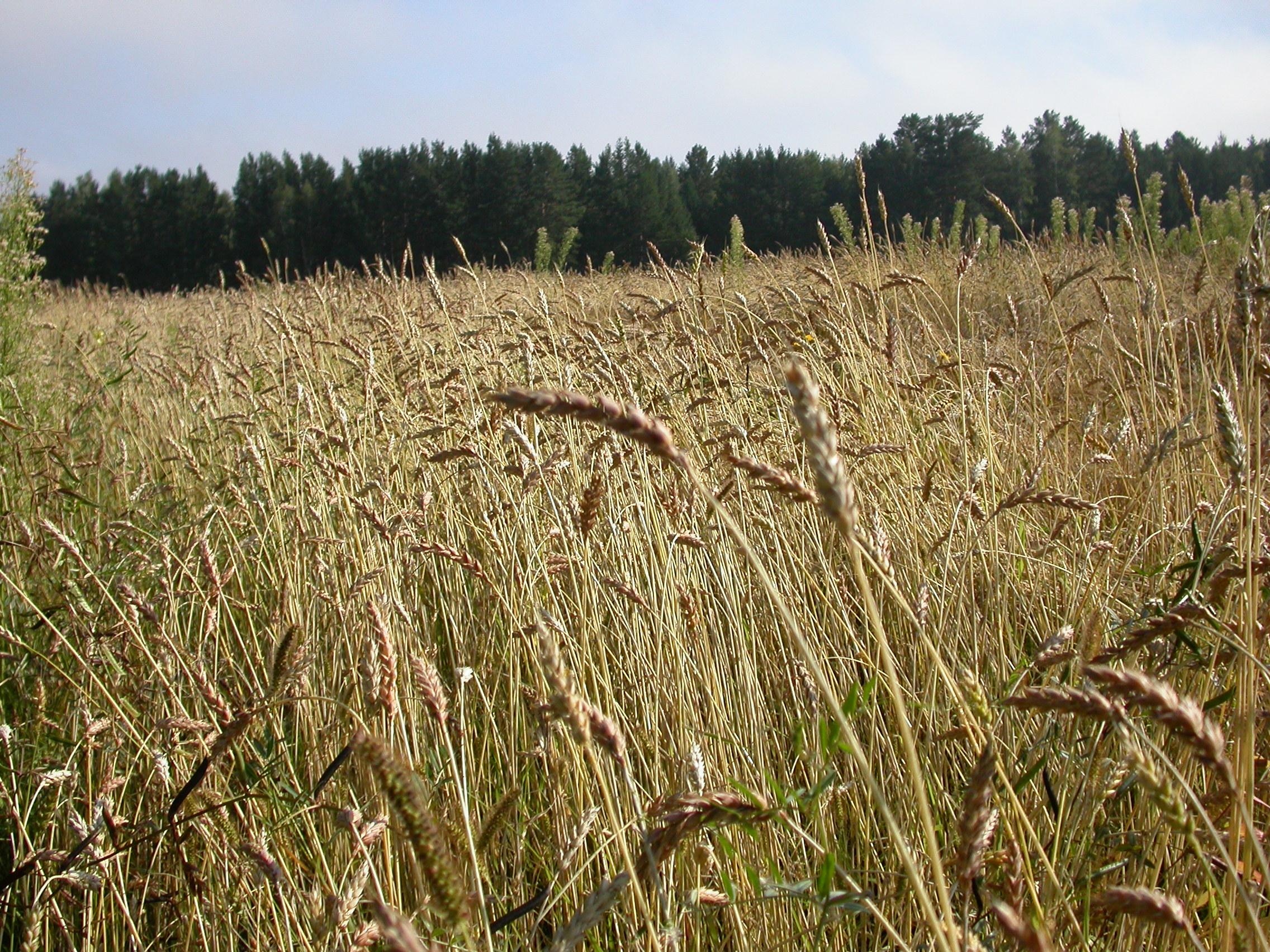 колошение пшеницы
