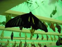 Сушится Сушится