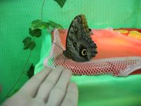 Вот такая большая бабочка) Вот такая большая бабочка)