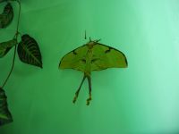 А это ночная, из Красной книги