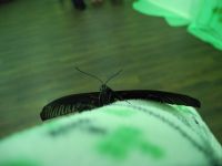 И на меня села :) И на меня села :)