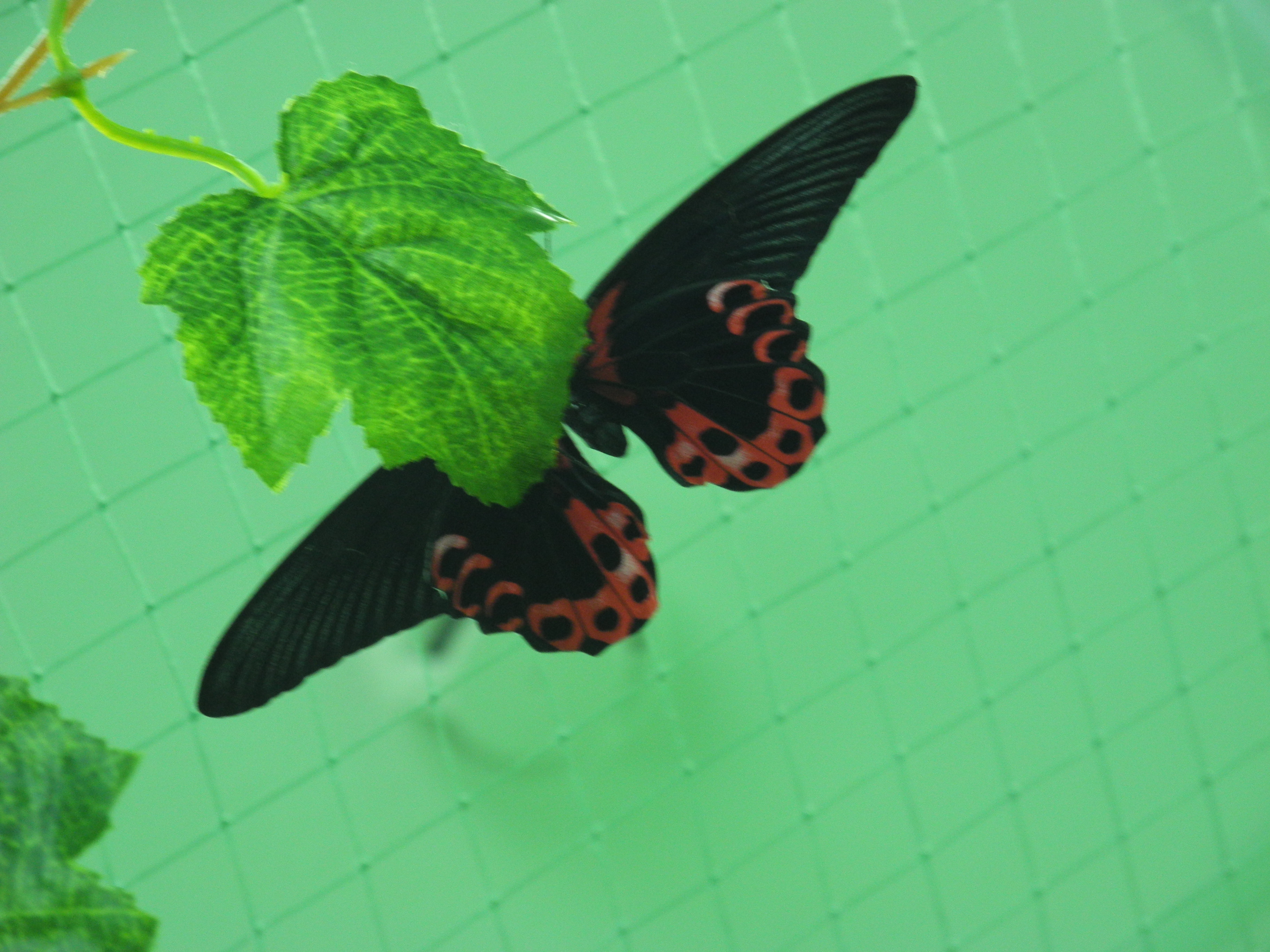 Сидит, отдыхает