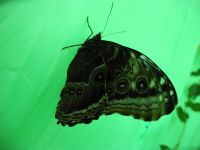 С "глазками" С "глазками"