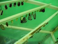 Тут они рождаются Тут они рождаются