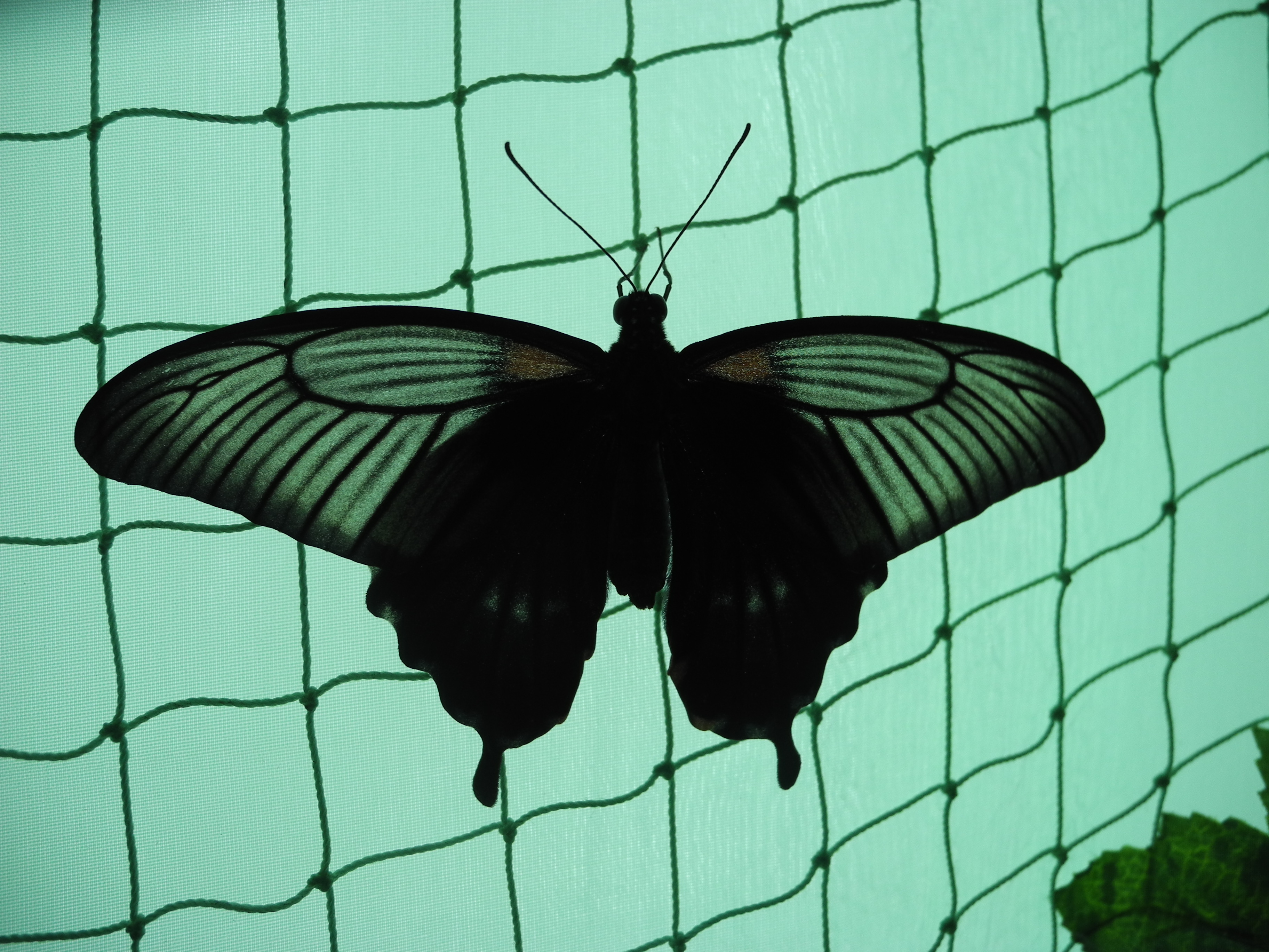 Большая и почти черная :)