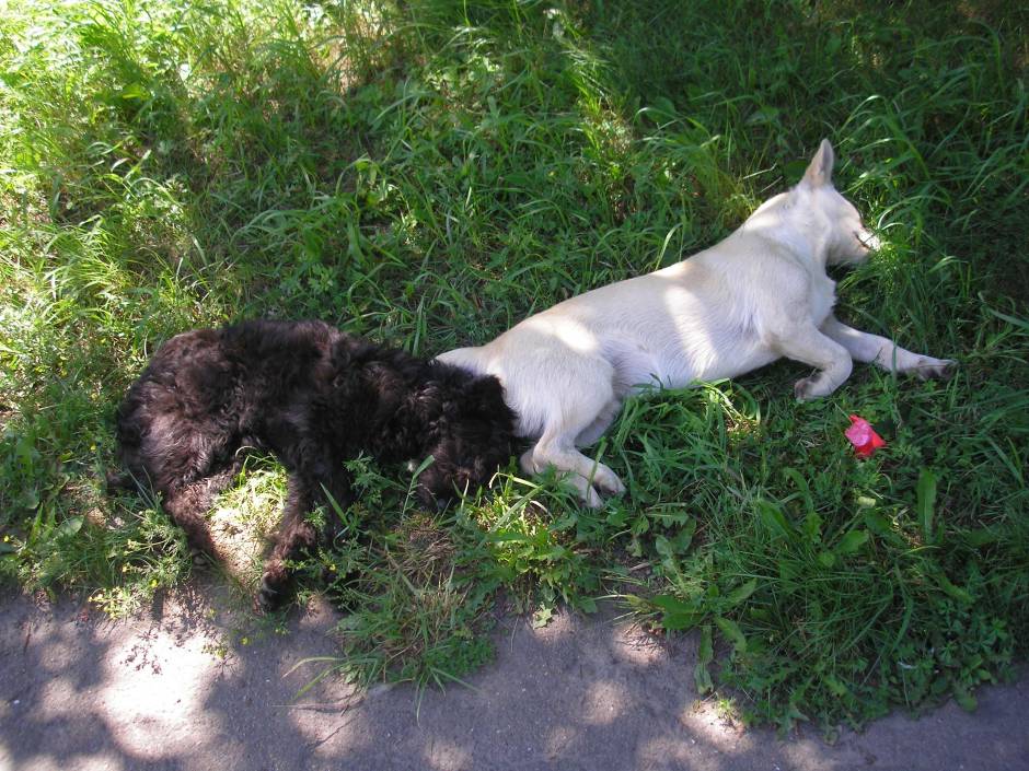 Спящие дворняжки на ул.Рыночной