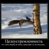Целеустремленность