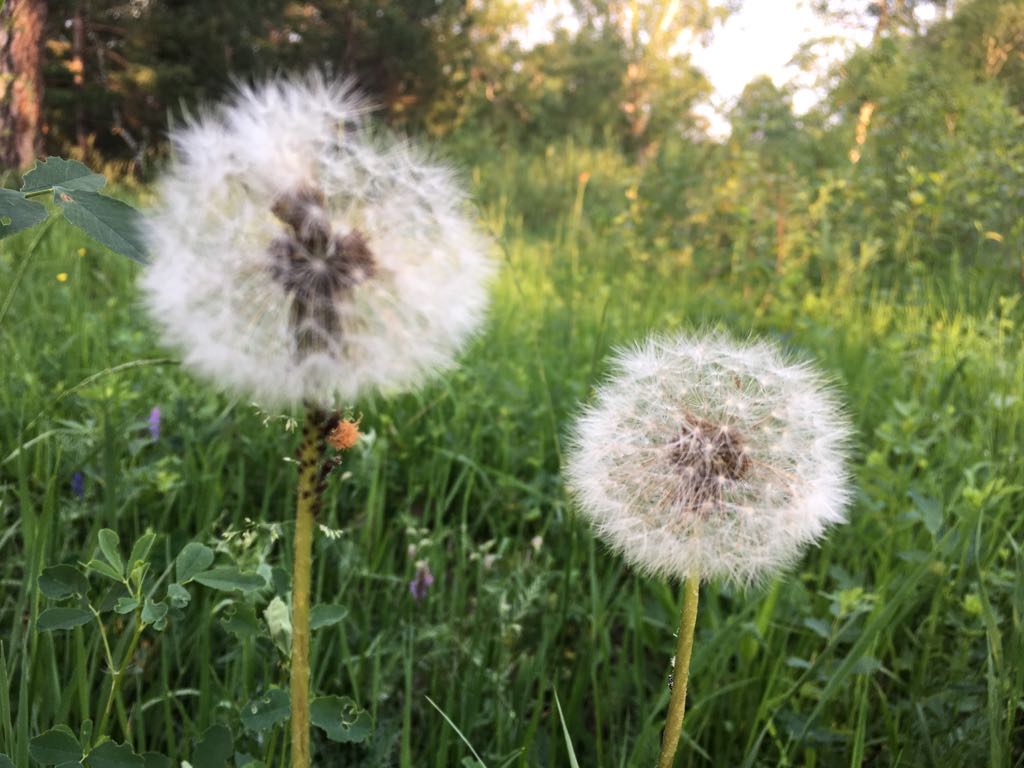 Облако на ножке