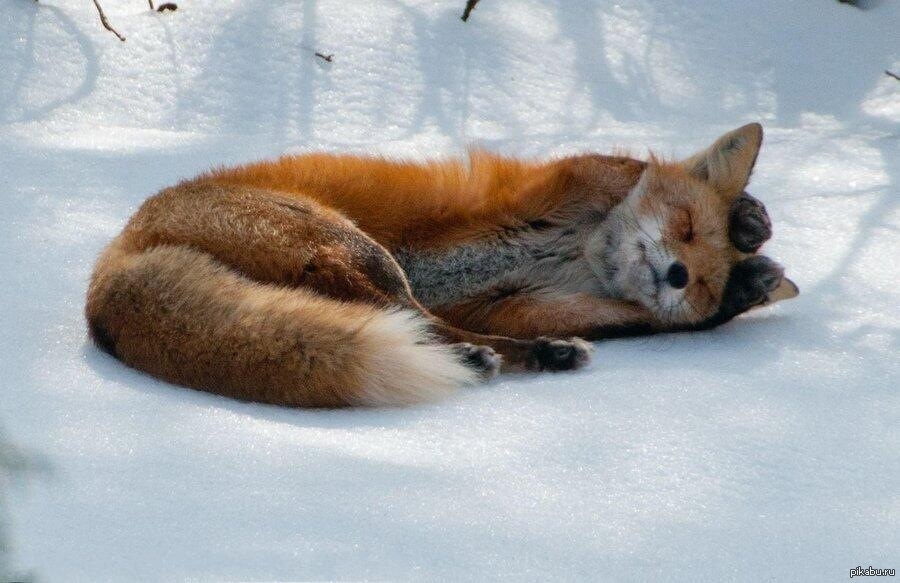 зимний сон2