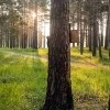 Утренняя белочка