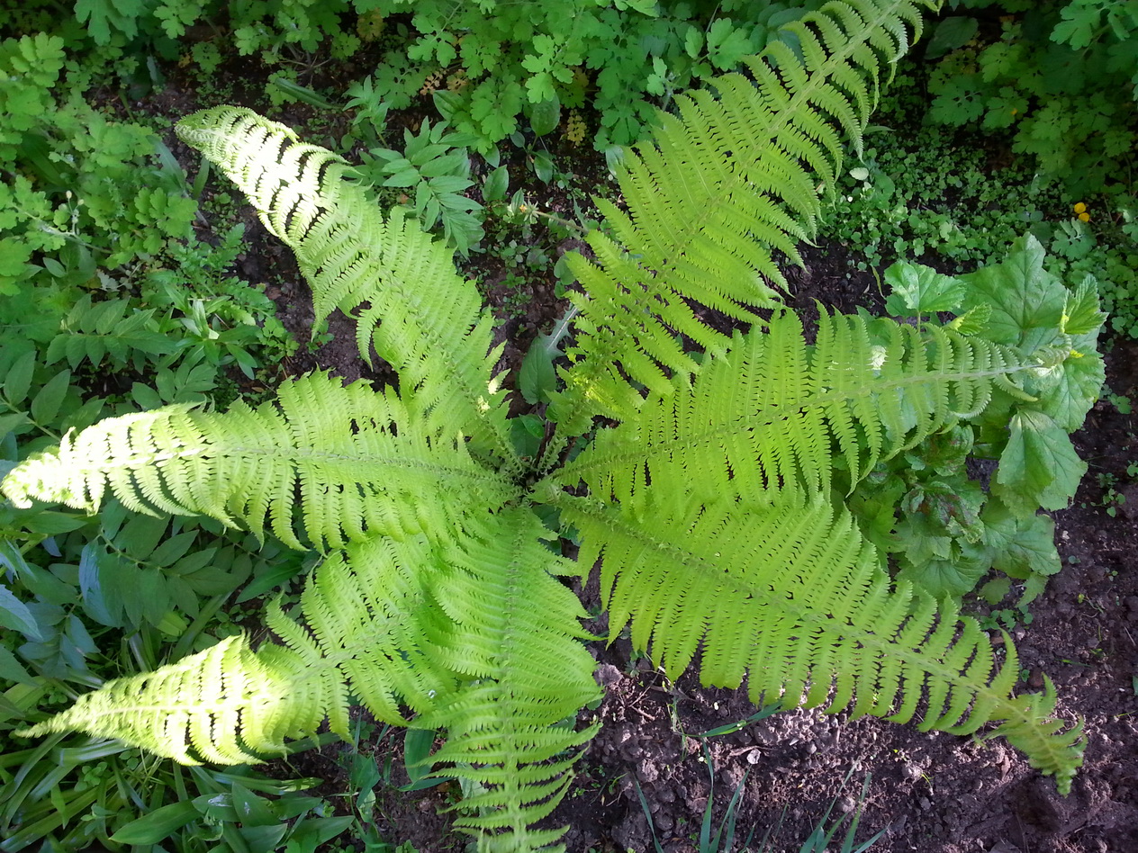 мой любимый папоротниг))))))