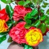 Последние октябрьские розы Последние октябрьские розы