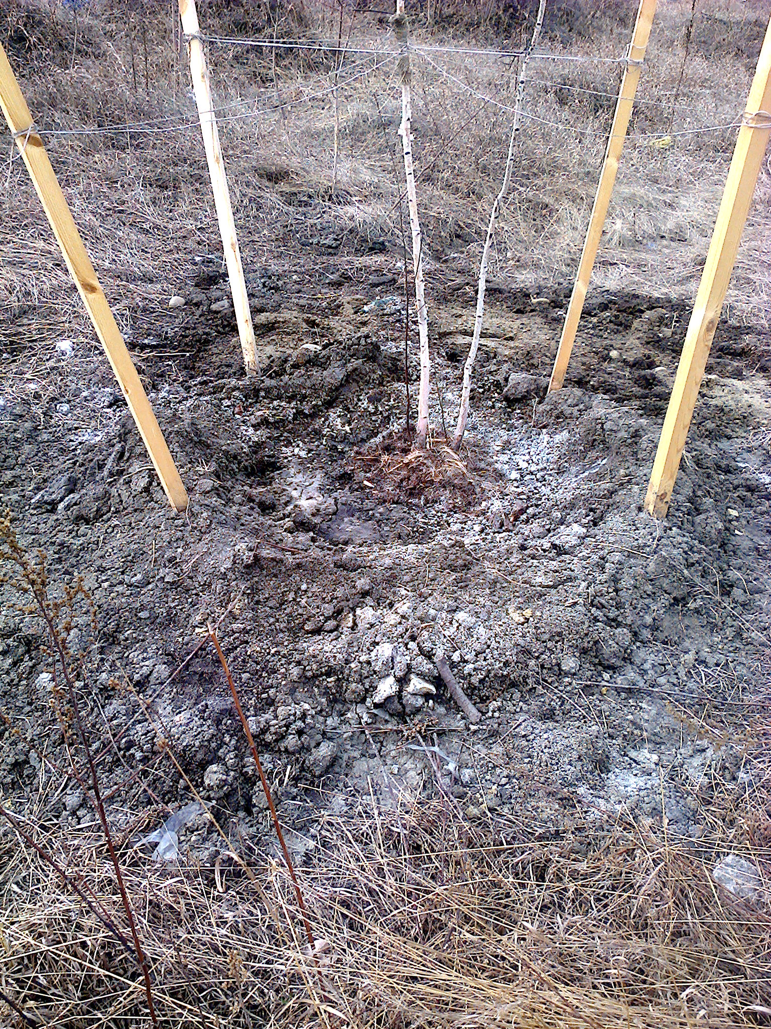 Последствия "подкормки" солью саженцев на Ангарском проспекте: земля белая от соли. Солончак одним словом.
