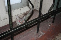 Найден котэ!