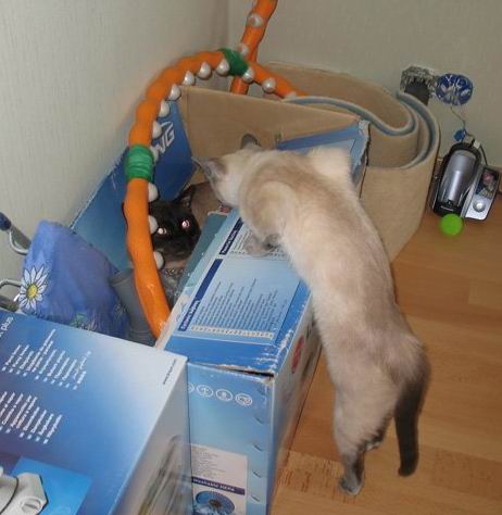 Кот Издевателя, коий атвечаит "Занято!" сасецкому кату