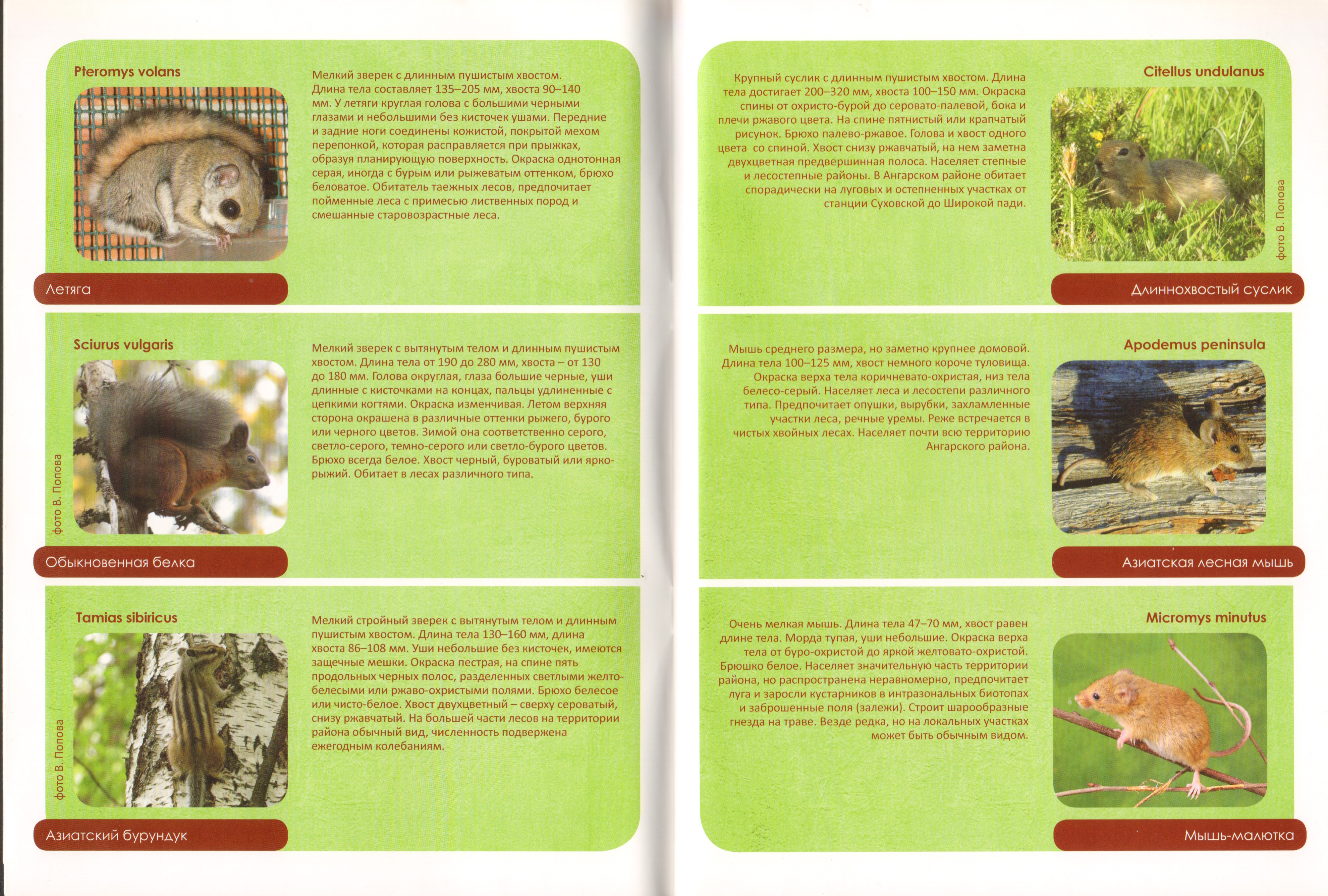 Животный мир Ангарского района 02