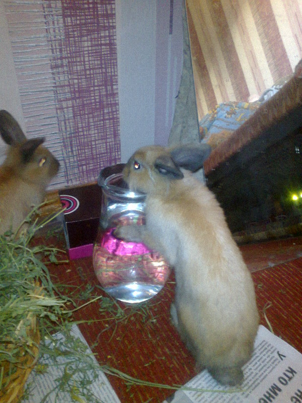зайцы