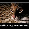 Умный взгляд