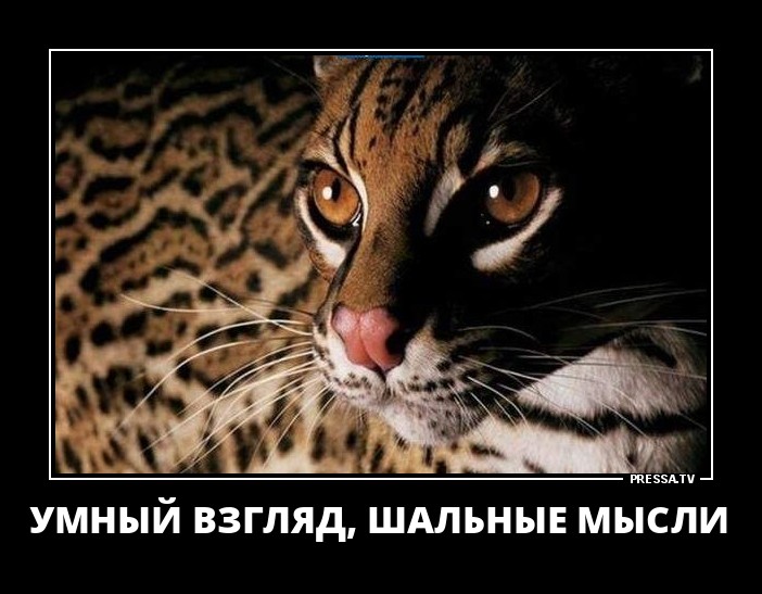 Умный взгляд
