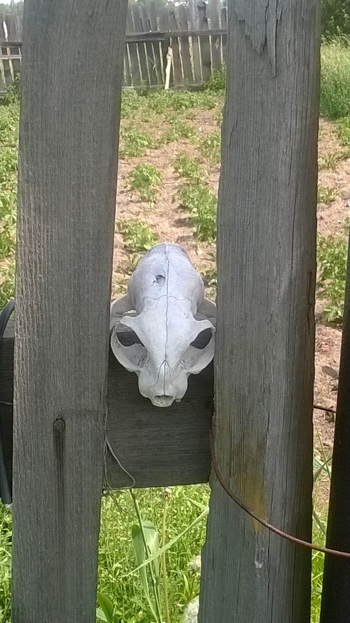 Забор соседа по даче.