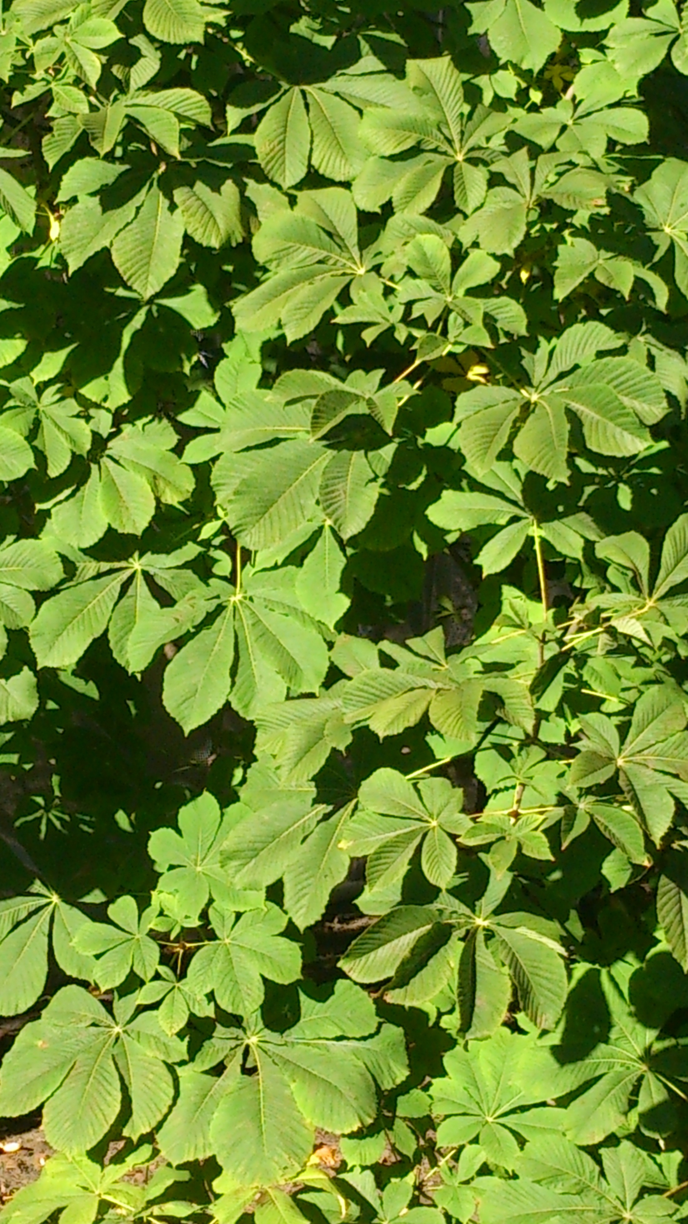 Каштана листья зеленеют