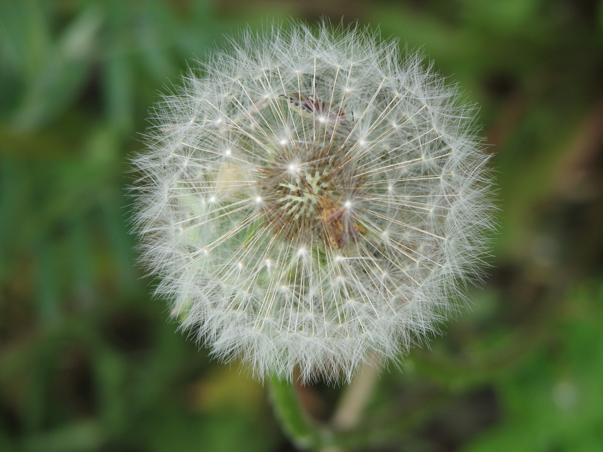 Одуванчик в старости