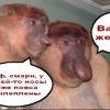 Комплекс или комплимент? Комплекс или комплимент?