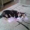 Котенок