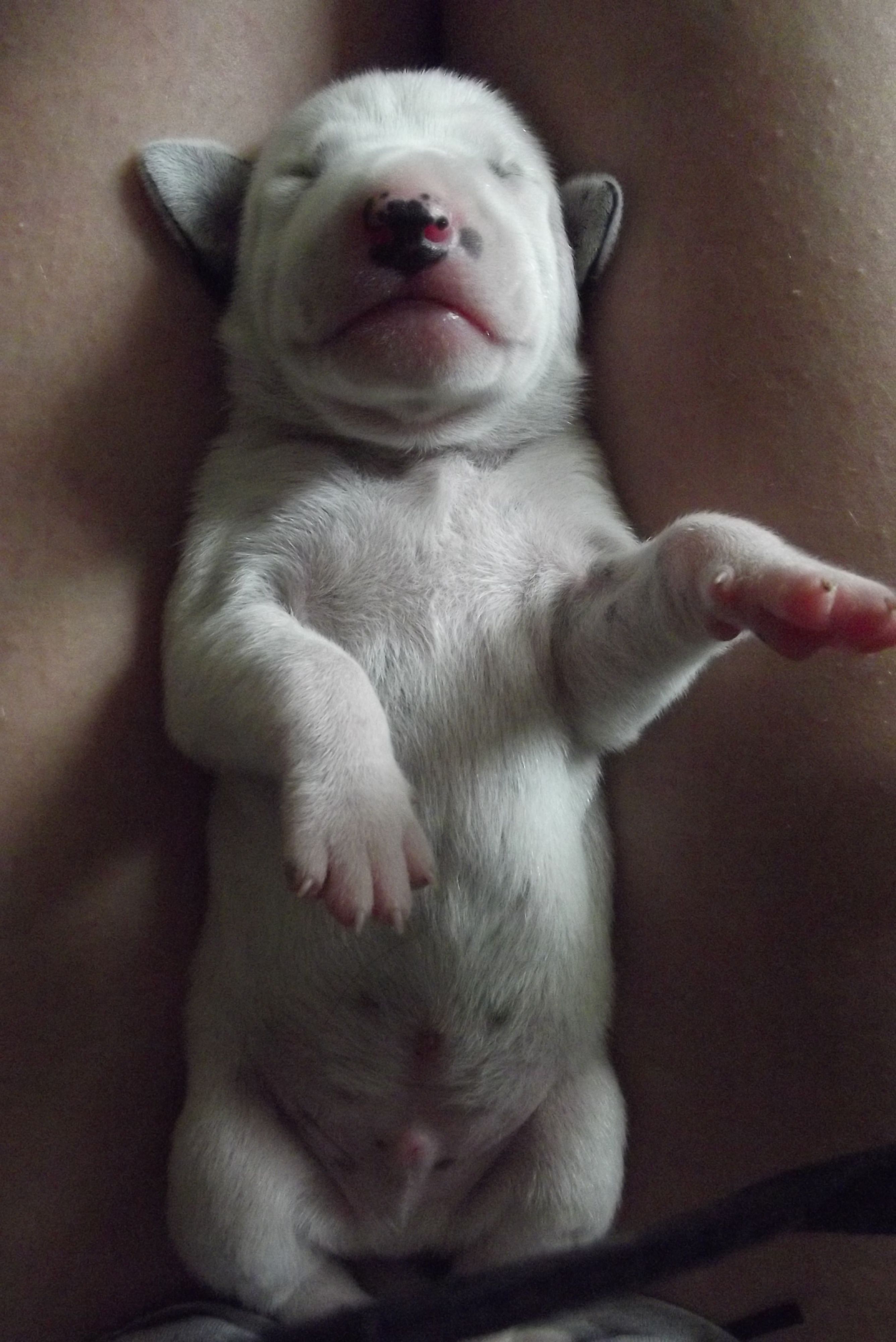 Сергей Иваныч Слепыш