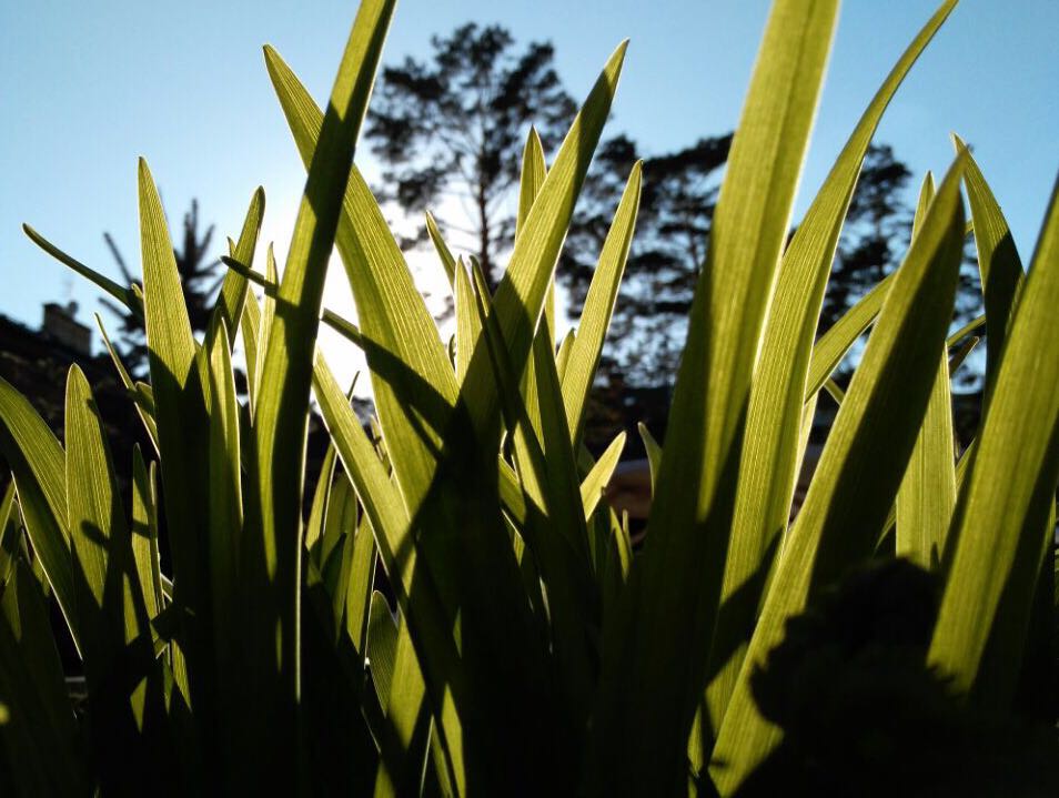 травка зеленеет...