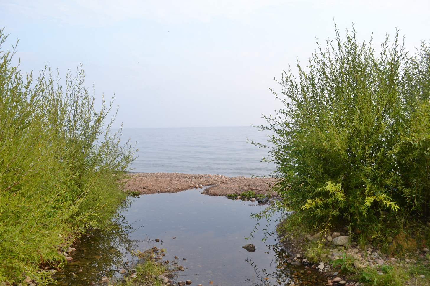 Большие КОты))))))